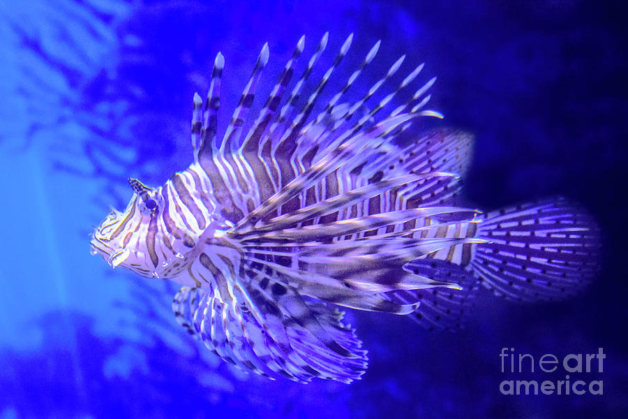 Red Lion Fish Photograph by Benny Marty
