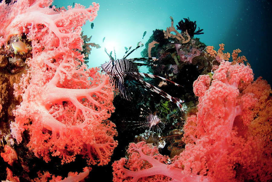 Red Lionfish And Corals Photograph by Yusuke Okada/a.collectionrf