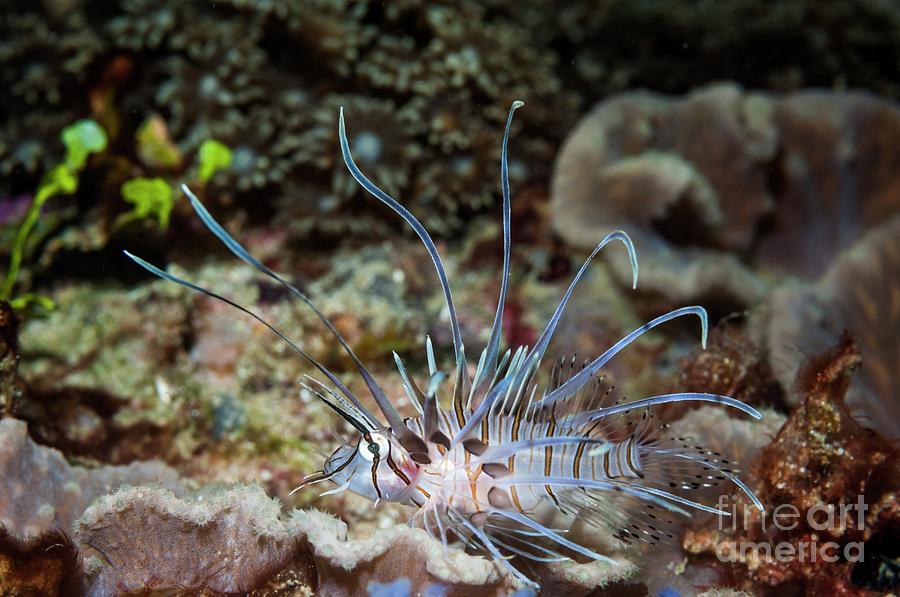 Animal Photograph - Red Lionfish Juvenile by Georgette Douwma/science Photo Library Animal Photograph - Red Lionfish Juvenile by Georgette Douwma/science Photo Library