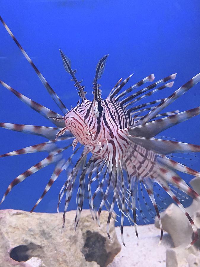 Red Lionfish Photograph by Rocco Silvestri