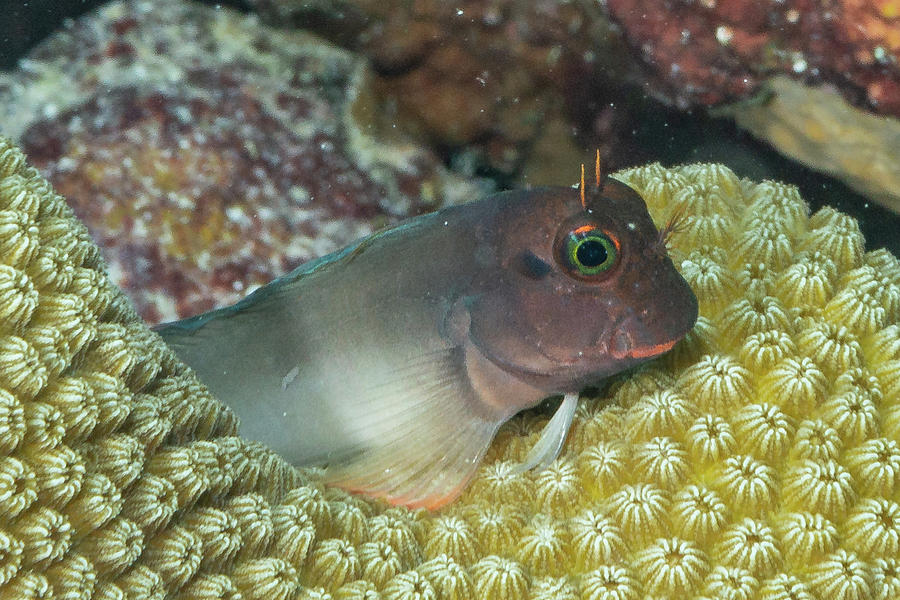 Red Lipped Blenny 1 Photograph by Robert Wrenn | Fine Art America