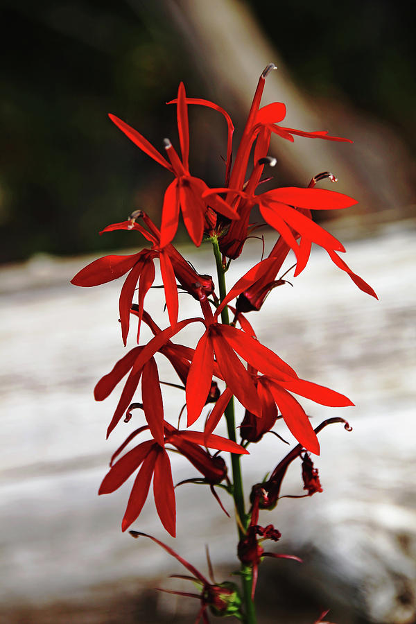 Red Lobelia Wildflower Photograph by Debbie Oppermann