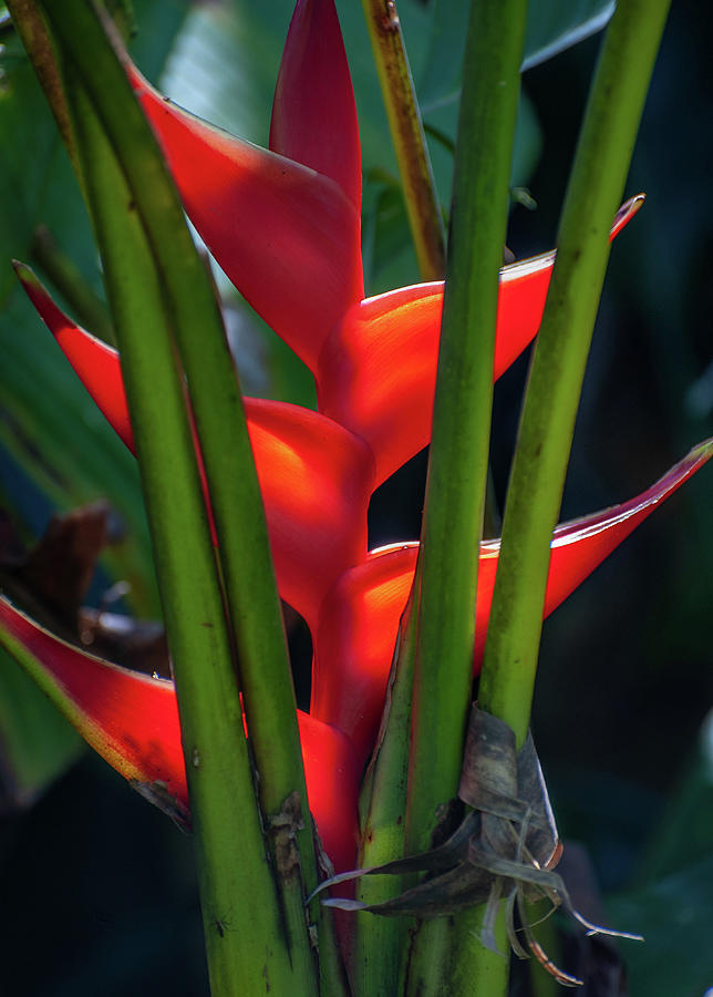 Red Lobster Claw Heliconia Photograph by Doug Davidson