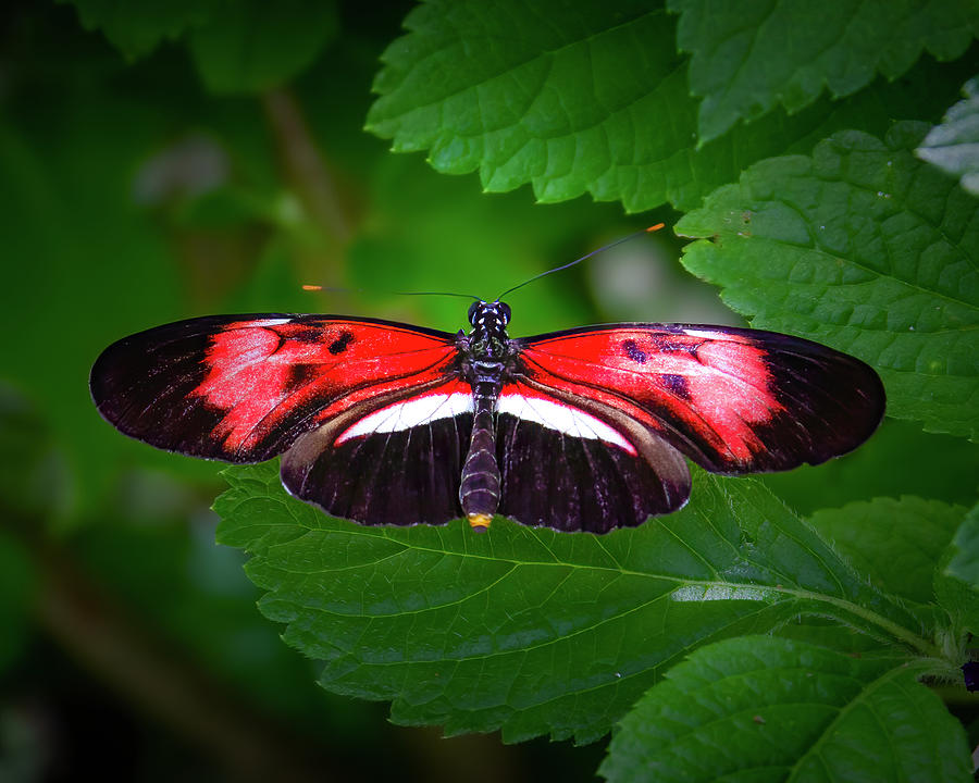 Red Longwing Butterfly Photograph by Mark Andrew Thomas