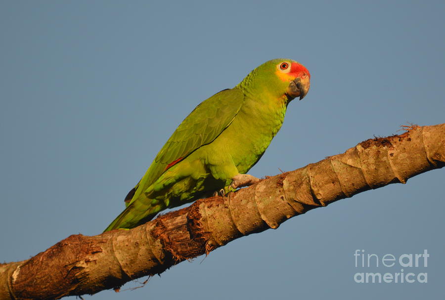 Red Lored parrot Photograph by Belize Bird Rescue | Fine Art America