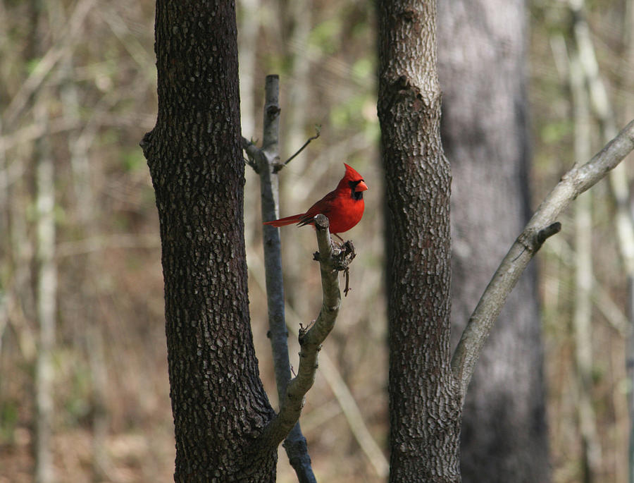 Red Male Cardinal Photograph