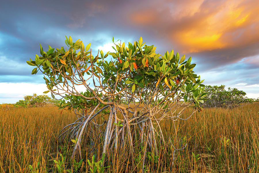 Red Mangrove In The Everglades Photograph by Jeff Foott