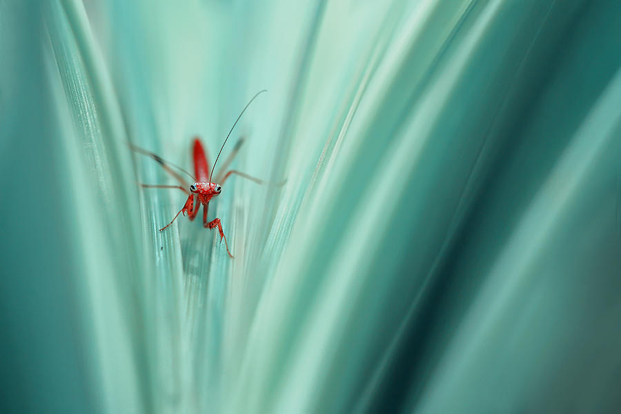 Insects Photograph - Red Mantis by R. Adi Kurniawan