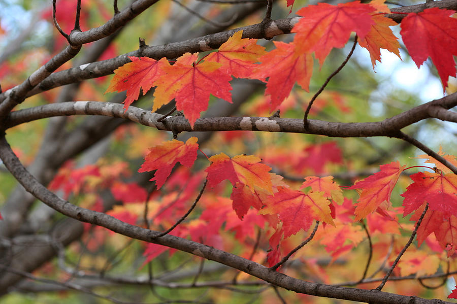 Red Maple 7114 by AJP Red Maple 7114 by AJP