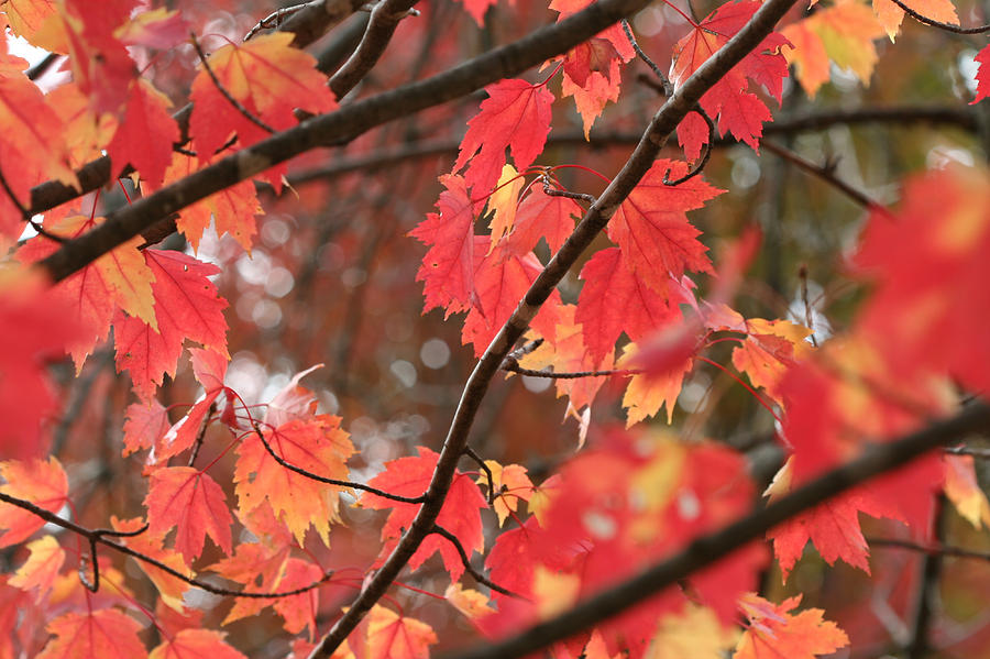 Red Maple 7139 by AJP Red Maple 7139 by AJP