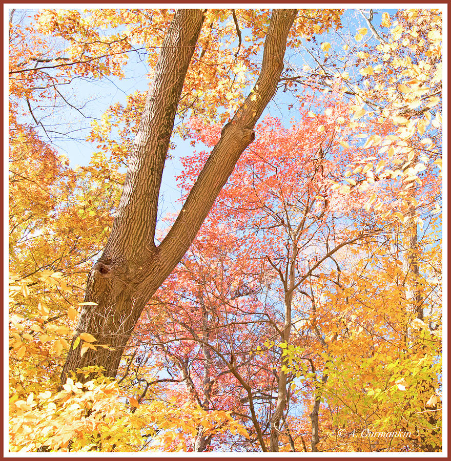 Red Maple, Autumn Woods Photograph by A Macarthur Gurmankin