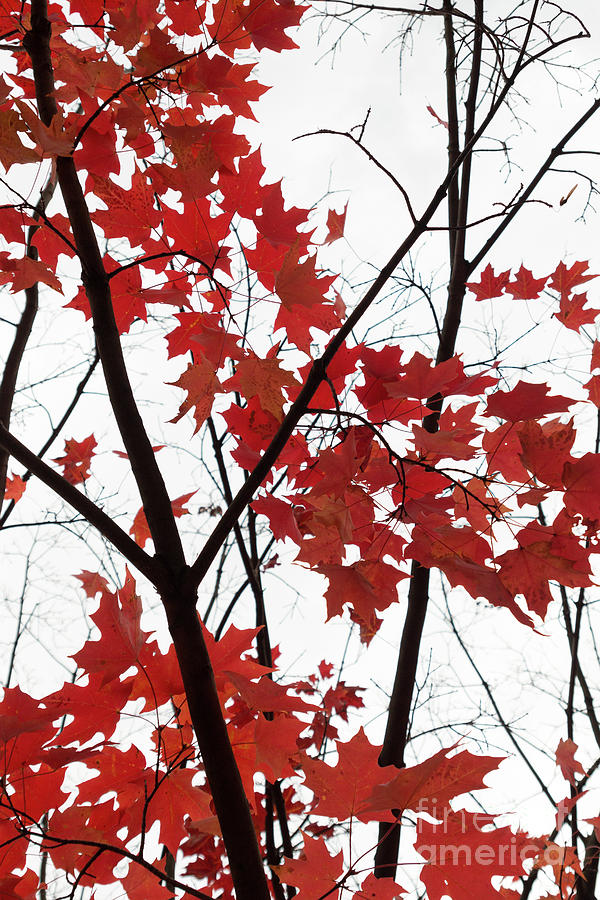 Red Maple Branches Photograph by Ana V Ramirez