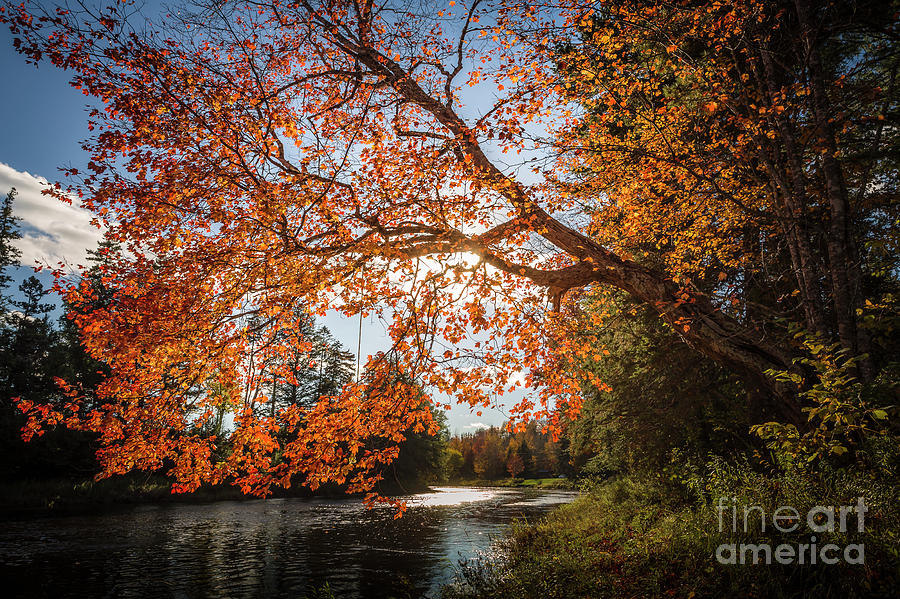 Red Maple in Stewiacke River Park, Nova Scotia Photograph by Mike Organ ...