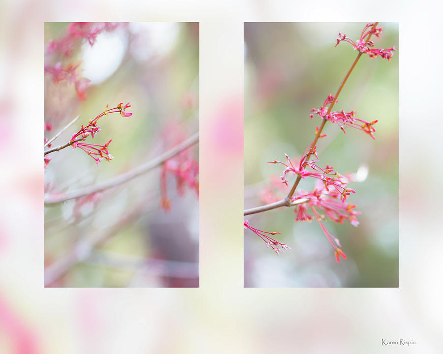 Red Maple by Karen Rispin Red Maple by Karen Rispin