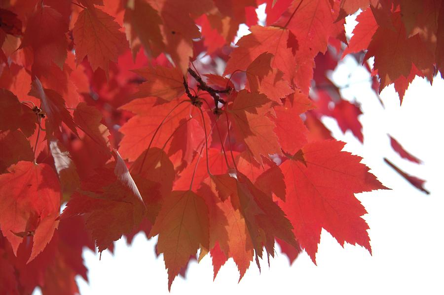 Red Maple Photograph by Kathy Bassett