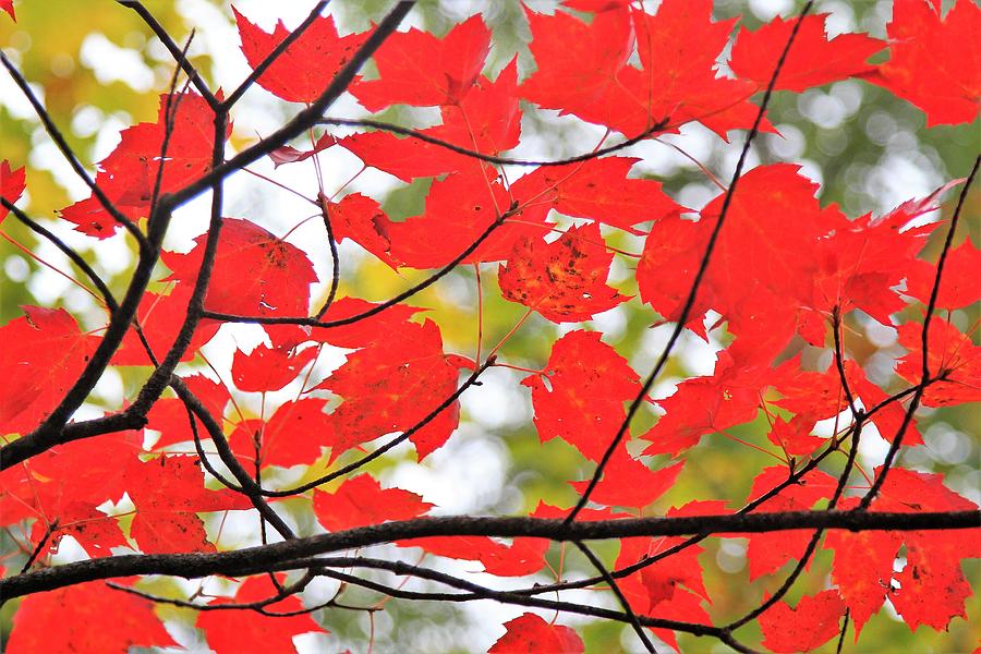 Red maple leaf branch Photograph by Nadine Mot Mitchell - Fine Art America