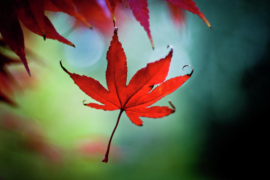 Red Maple Leaf Falls In Autumn Photograph by (c) Harold Lloyd