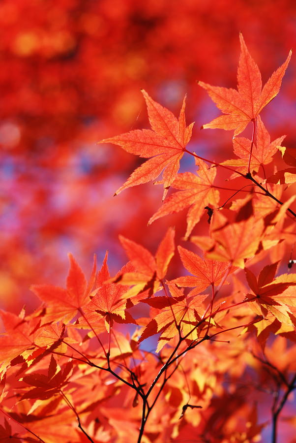 Red Maple Leaf Photograph by Guan-hwa Hwang
