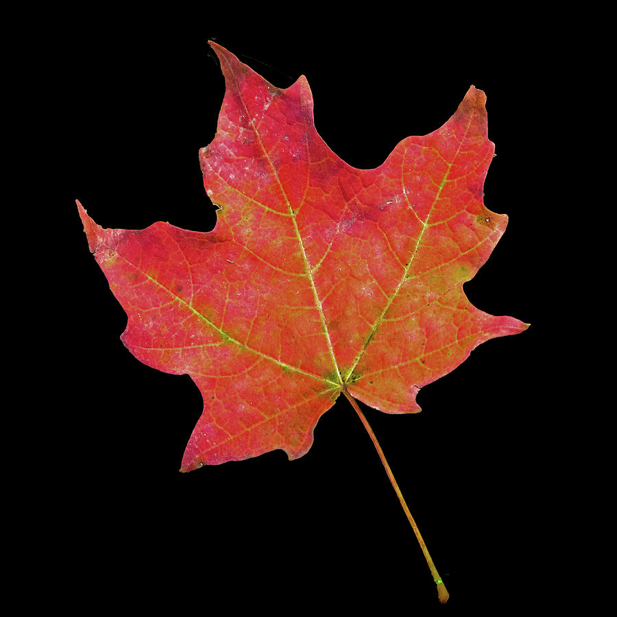 Red Maple Leaf Photograph by Ira Marcus