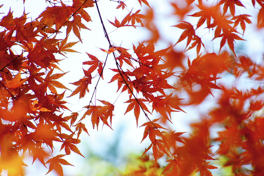 Red Maple Leaf Photograph by Liuliming
