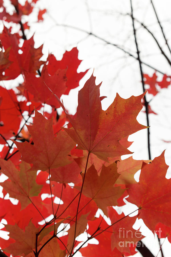 Red Maple Leaves 2 Photograph by Ana V Ramirez