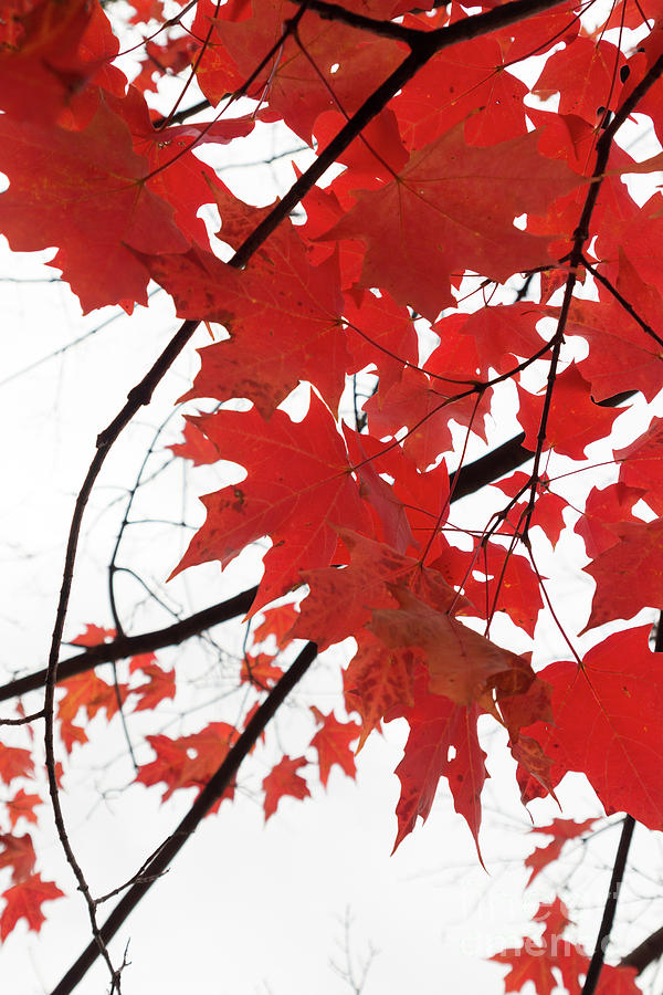 Red Maple Leaves Photograph by Ana V Ramirez