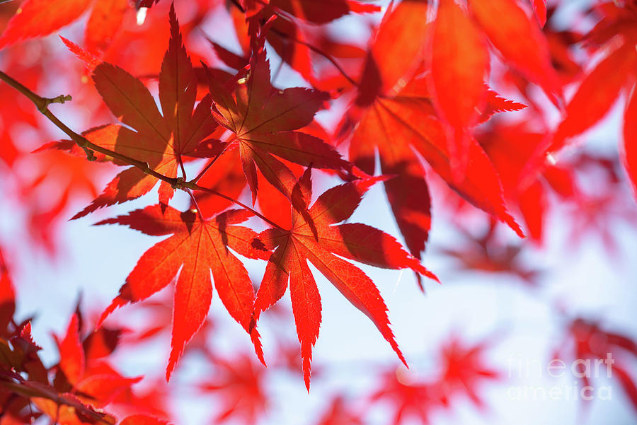 Red Maple leaves Photograph by Delphimages Photo Creations