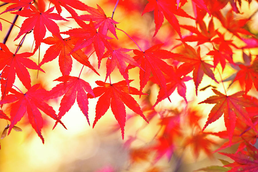 Red Maple Leaves Photograph by Michihiko Kanegae/a.collectionrf
