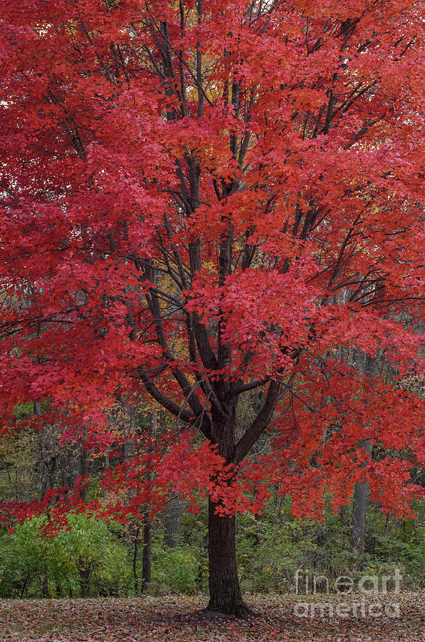 Red Maple Splendor Photograph by Tamara Becker