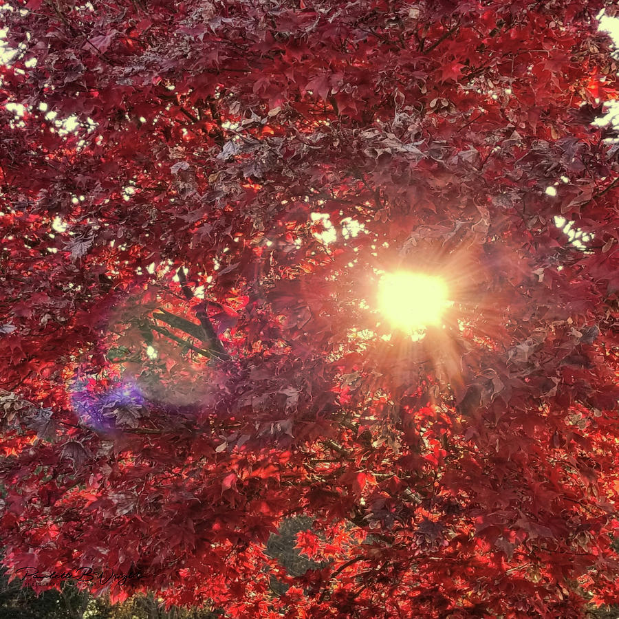 Red Maple Sunburst Photograph by Paulette B Wright