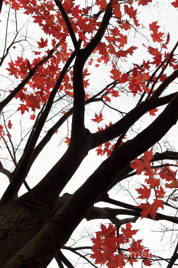 Red Maple Tree Photograph by Ana V Ramirez