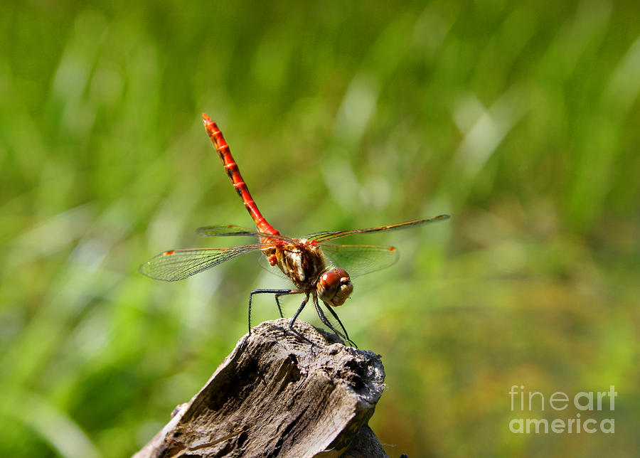 Red Meadowhawk Dragonfly Sympetrum species helicopter of the animal world resting standing on branch Photograph by Robert C Paulson Jr