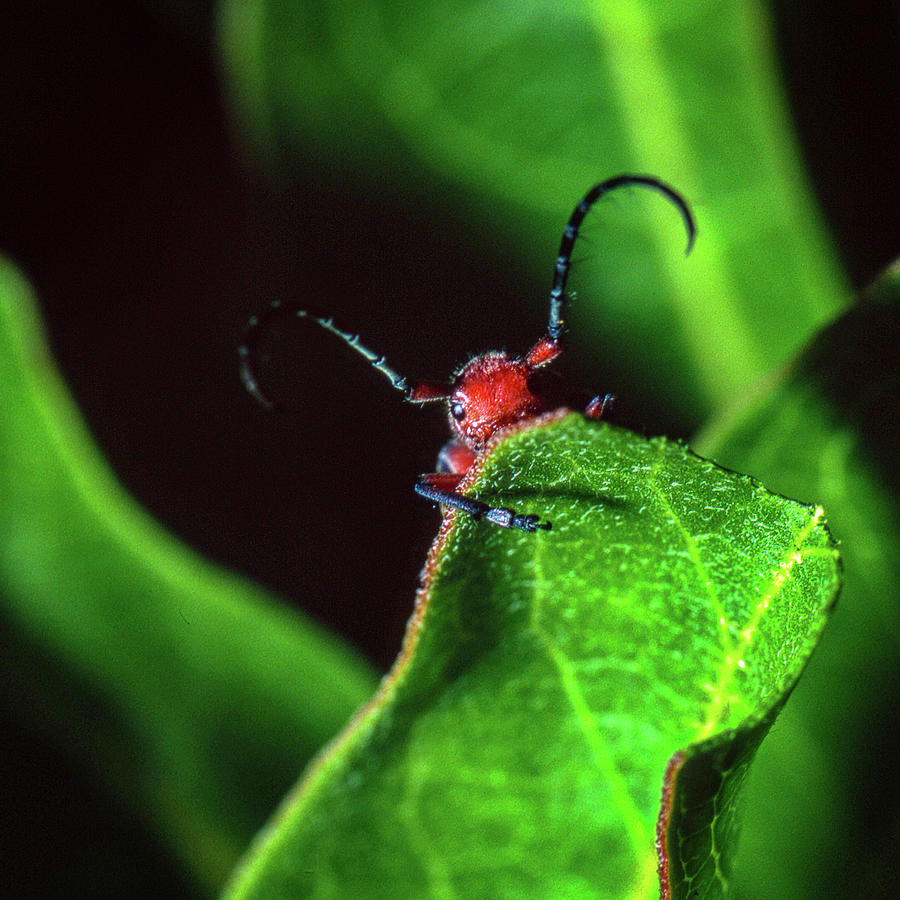 Red Milkweed Beetle Photograph by Jeff Phillippi