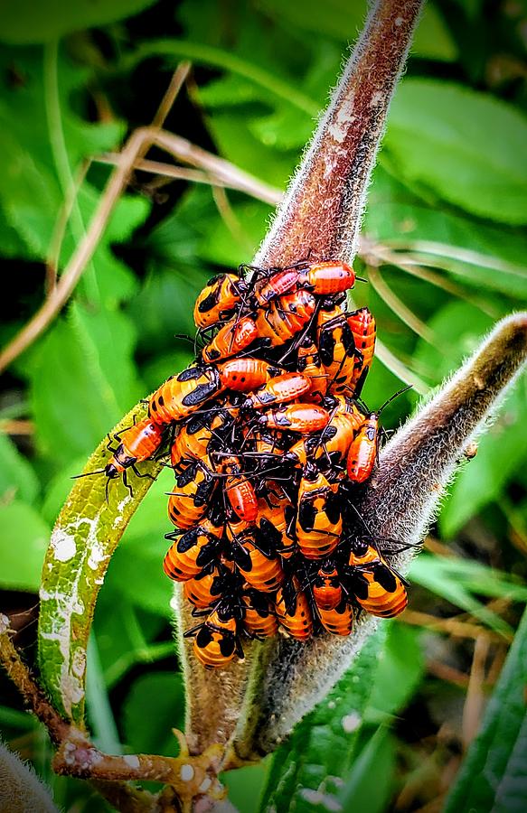 Red Milkweed Beetle by Ricky L Jones Red Milkweed Beetle by Ricky L Jones