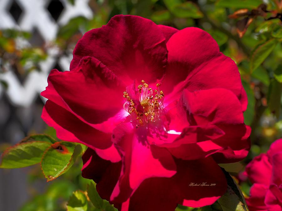 Red Miniature Rose Photograph by Richard Thomas
