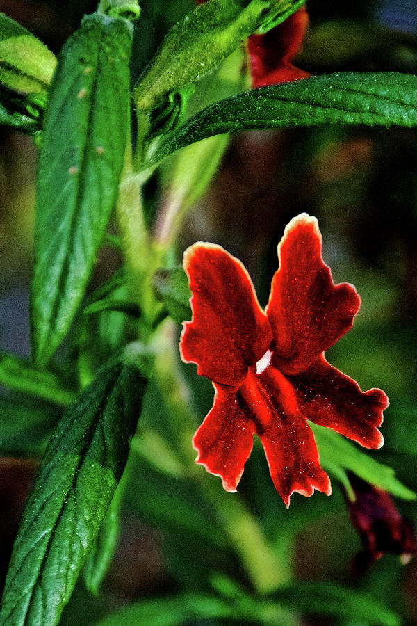 Red Monkeyflower In Rancho Santa Ana Botanic Garden In Claremont