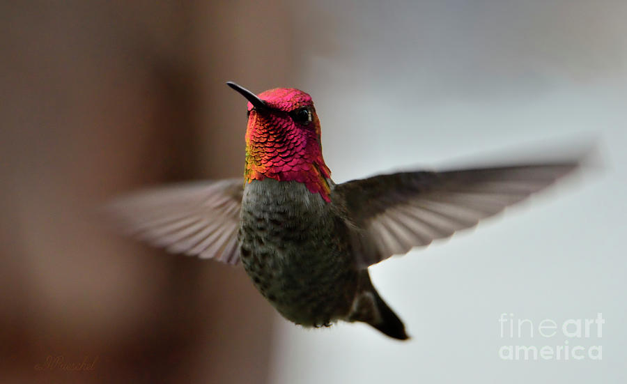 Hummingbird Photograph - Red Beauty in Motion by Debby Pueschel