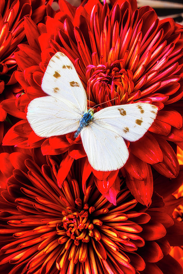 Red Mums With White Butterfly Photograph by Garry Gay
