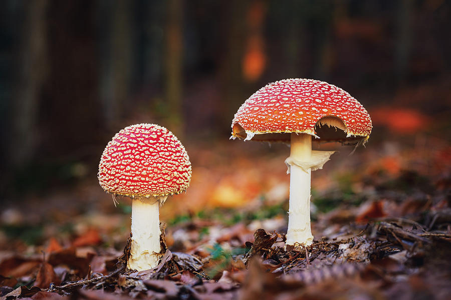Red Mushroom Photograph by Davorin Baloh