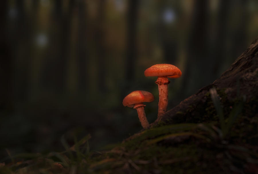 Mushroom Photograph - Red Mushroom In Autum Forest by Nan Wei