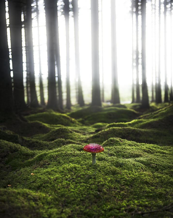 Mushroom Photograph - Red Mushroom In The Green Forest by Christian Lindsten