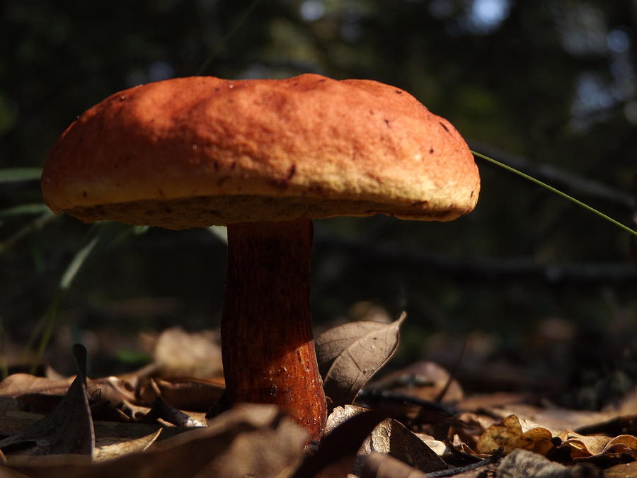 Red Mushroom Photograph