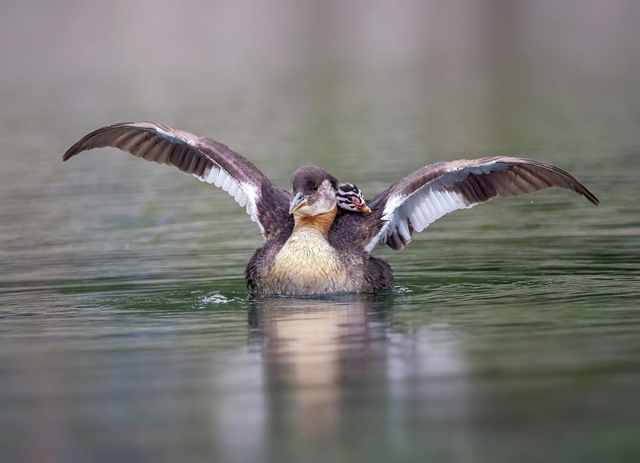 Red-necked Grebe-2 Photograph by Edwin Luo