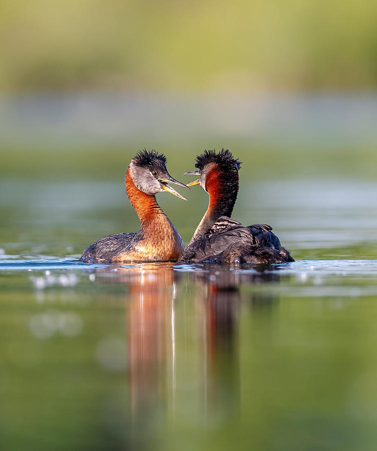 Red-necked Grebe-220624-1 Photograph by Edwin Luo