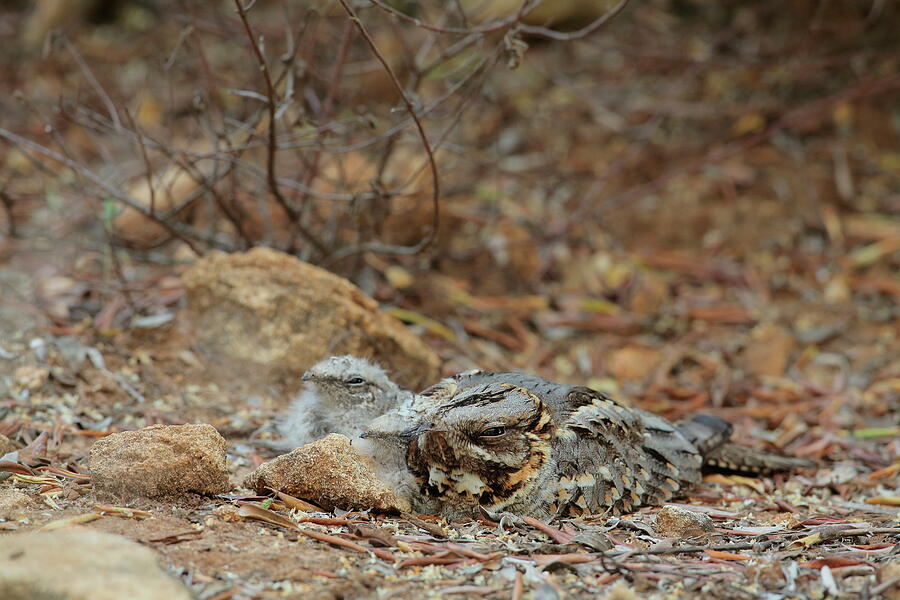 Red-necked Nightjar With Chicks At Nest, Arcos De La Photograph by ...