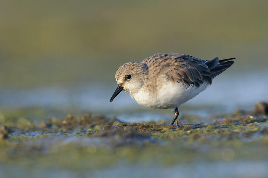 Red-necked Stint On Coastal Mudflats. Rakhine State Photograph by ...