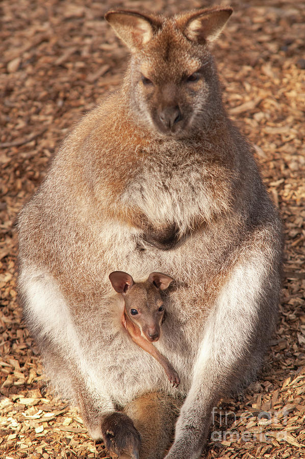 Nature Photograph - Red-necked Wallaby And Joey In Pouch by Andy Davies/science Photo Library