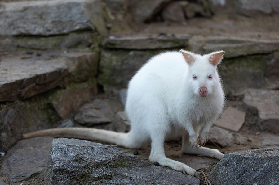 Mga resulta ng larawan para sa Albino Red-necked Wallaby"