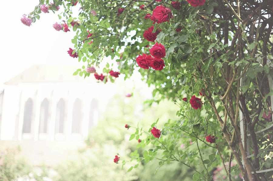 Red Nostalgic Roses of Franciscan Garden Photograph by Jenny Rainbow