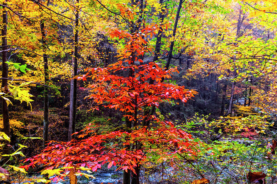 Red of Autumn Photograph by Debra and Dave Vanderlaan